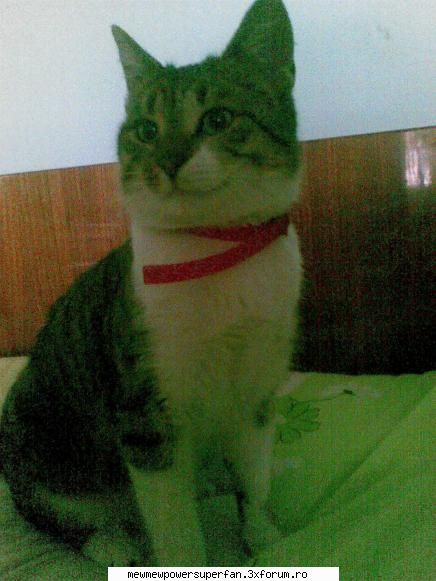 toate..dar mai meu.. animalul preferat
